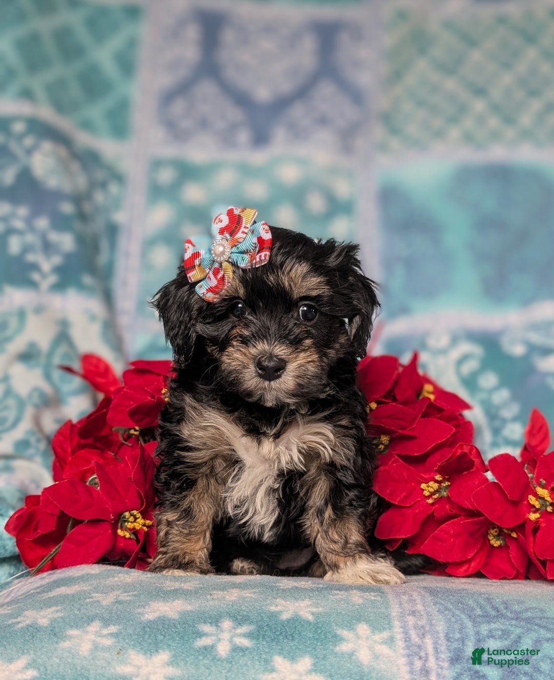 Havapoo dogs for sale: Cait Ready for Christmas!! - Ad 3