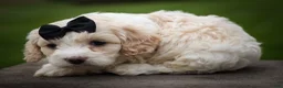 Cavachon dogs for sale: Houston🐾💙 - Ad 15