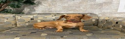 Miniature Dachshund dogs for sale: Miniature Dachshund Puppy 1 - Ad 4