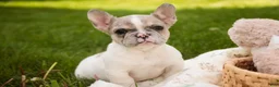 French Bulldog dogs for sale: Juliet - Ad 6