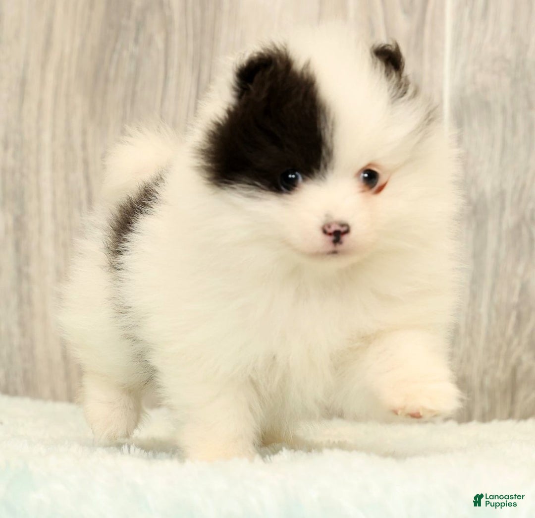 Pomeranian dogs for sale: Annabelle - Ad 5
