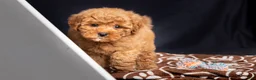 Mini Goldendoodle dogs for sale: Lori - Ad 6