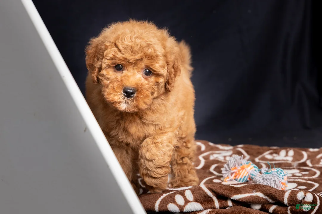 Mini Goldendoodle dogs for sale: Lori - Ad 6
