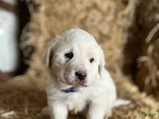 Great Pyrenees dogs Bosco - Ad 8