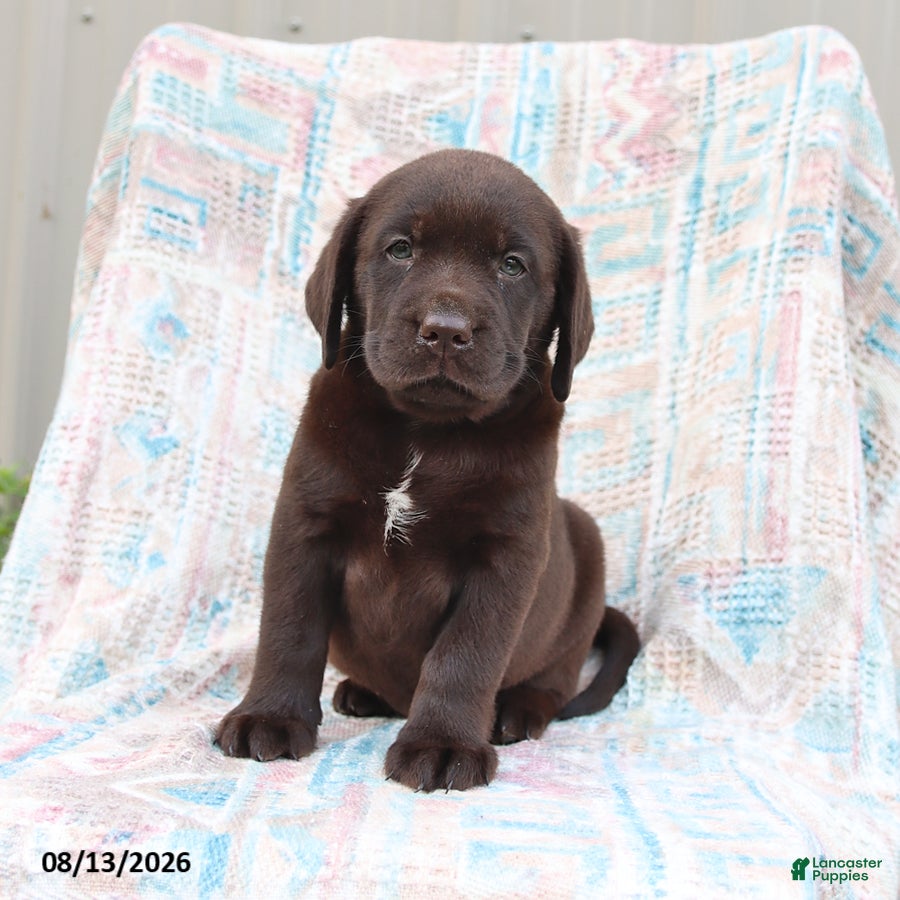 Labrador Retriever dogs Jackie - Ad 2