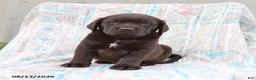 Labrador Retriever dogs for sale: Jackie - Ad 2