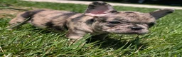 French Bulldog dogs for sale: French Dressing - Ad 6