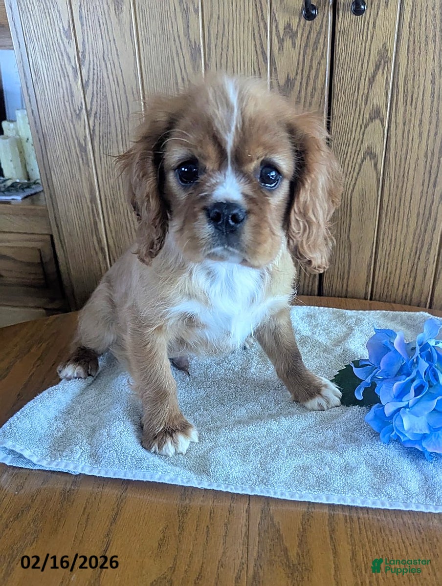 Cavalier King Charles Spaniel dogs Cody - Ad 1