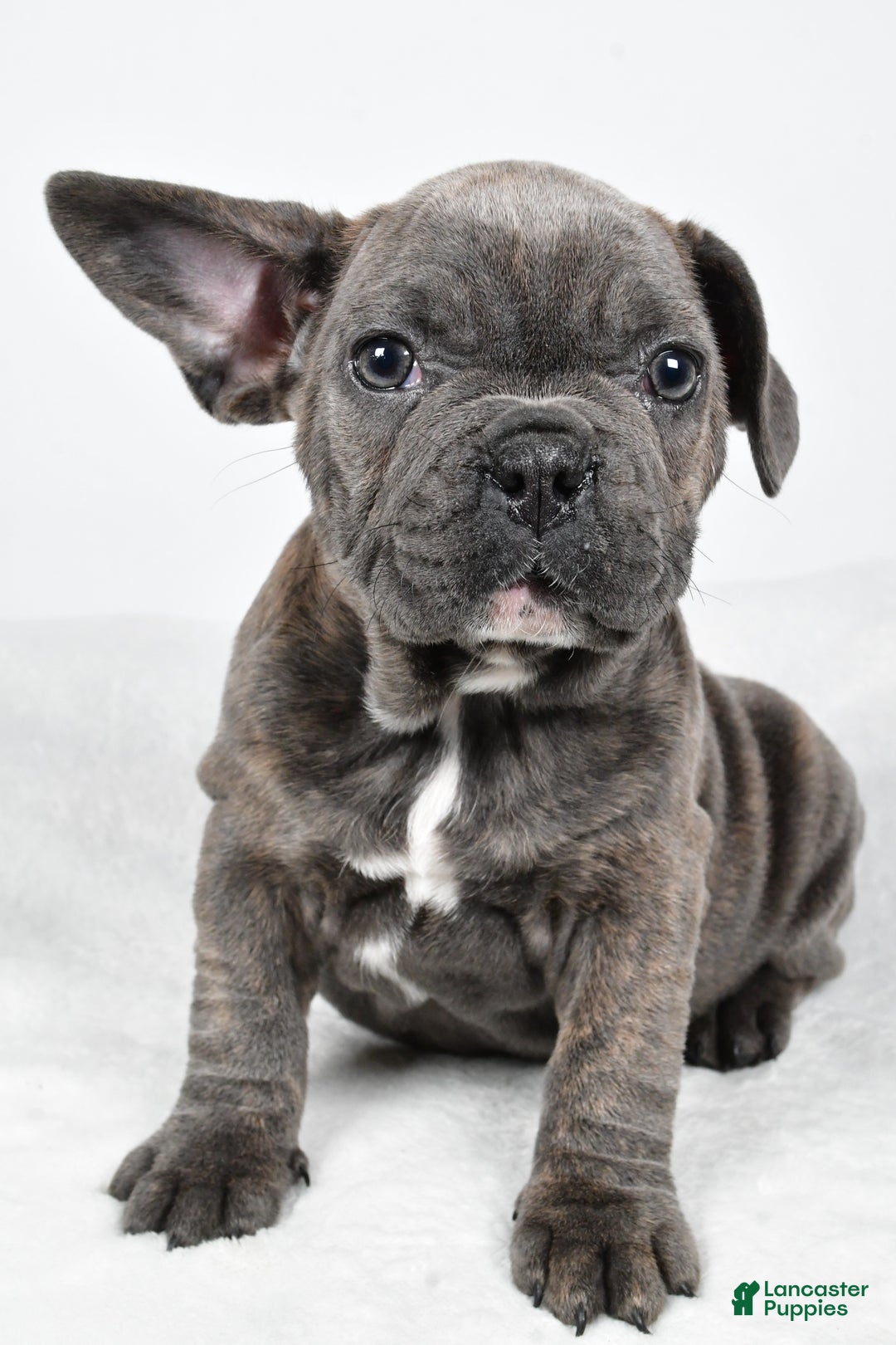 Mixed Breed dogs for sale: Raven - Ad 6