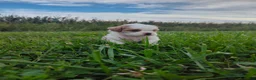 Shihpoo dogs for sale: Shihpoo 3 - Ad 1