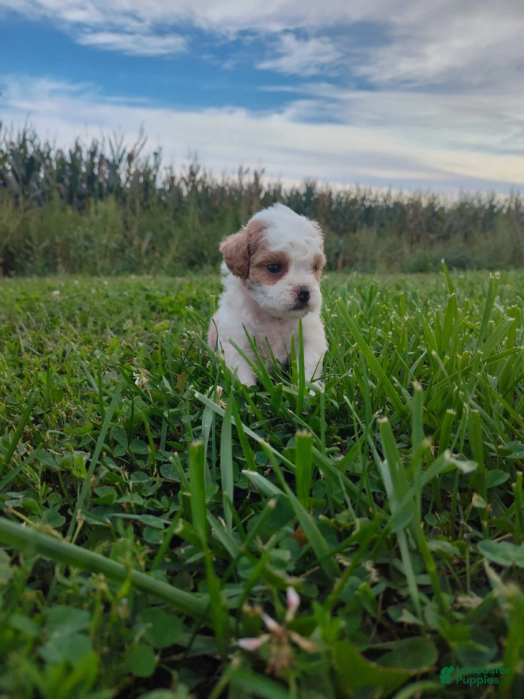 Shihpoo dogs for sale: Shihpoo 3 - Ad 1