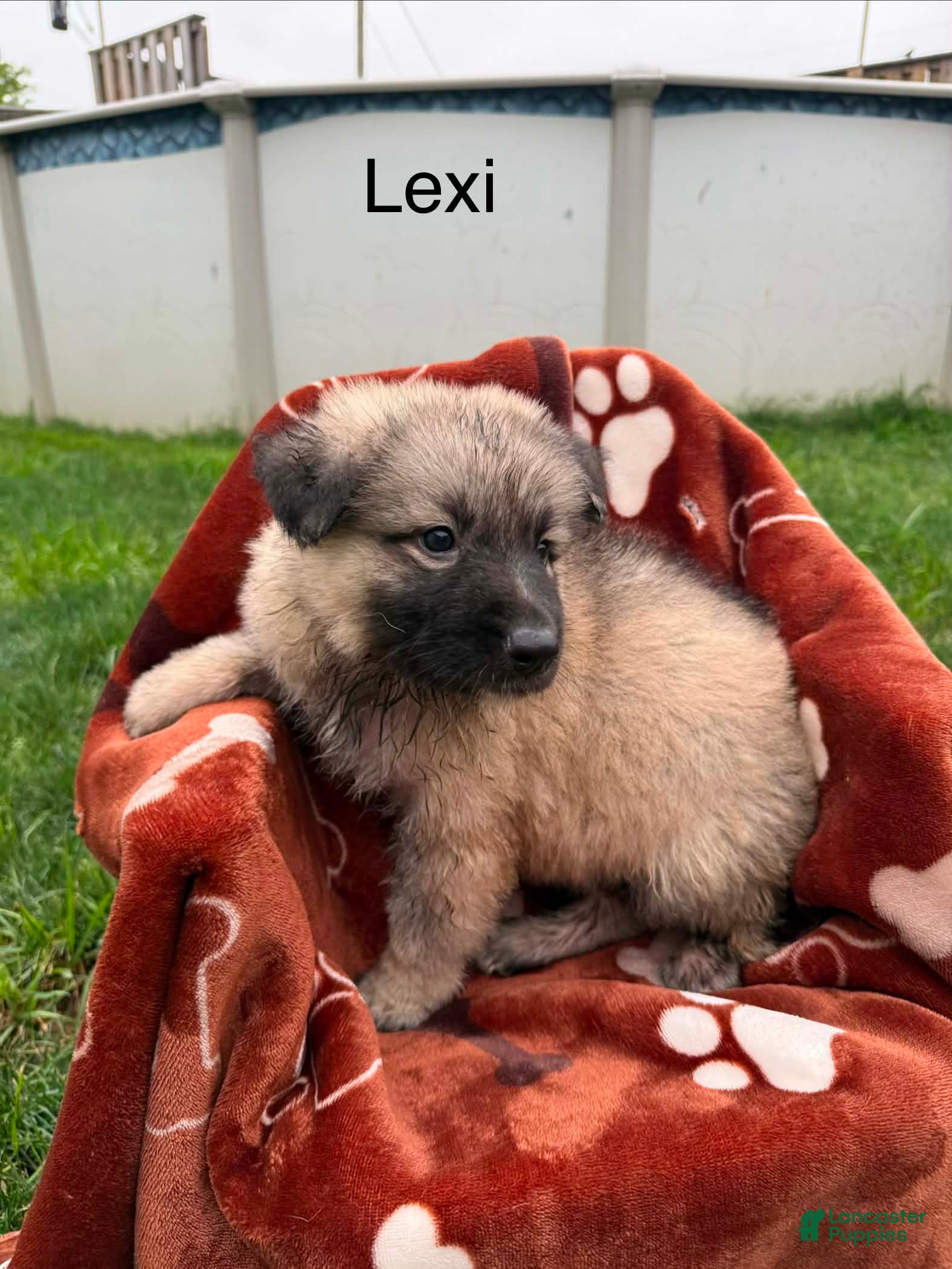 German Shepherd dogs Lexi long coat silver sable  - Ad 2