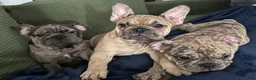 French Bulldog dogs for sale: Tiny - Ad 8