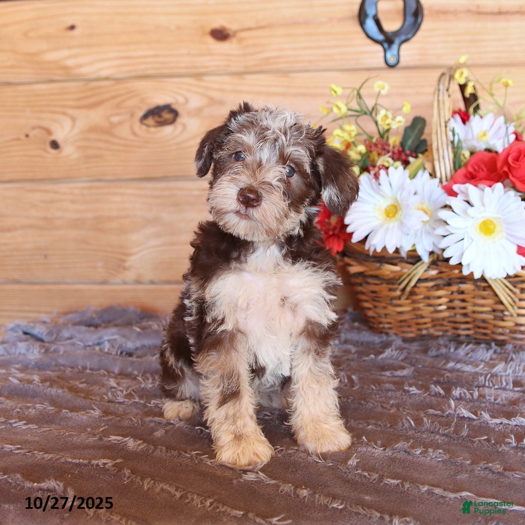 Miniature Schnauzer dogs for sale: Zoe - Ad 3