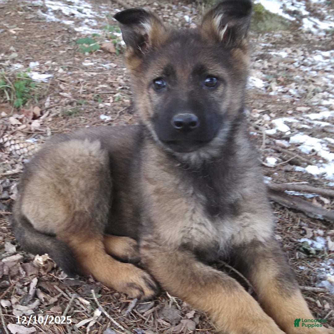 German Shepherd dogs for sale: Agnes - Ad 1