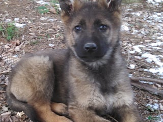 German Shepherd dogs Agnes - Ad 18