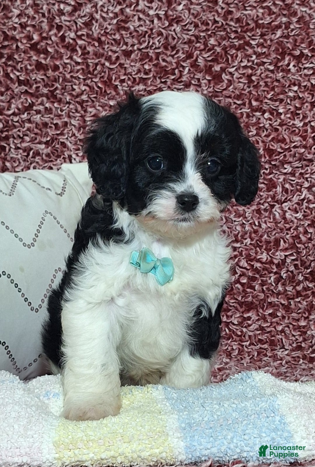 Cavapoo dogs for sale: Cooper - Ad 3