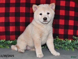 Shiba Inu dogs Sofia - Ad 30