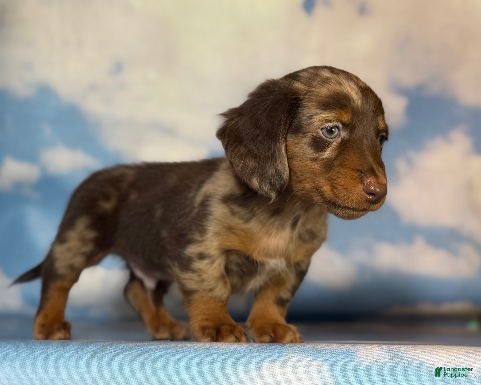 Miniature Dachshund dogs ACA Einstein LH PRA clear OFA Chic Parents - Ad 2