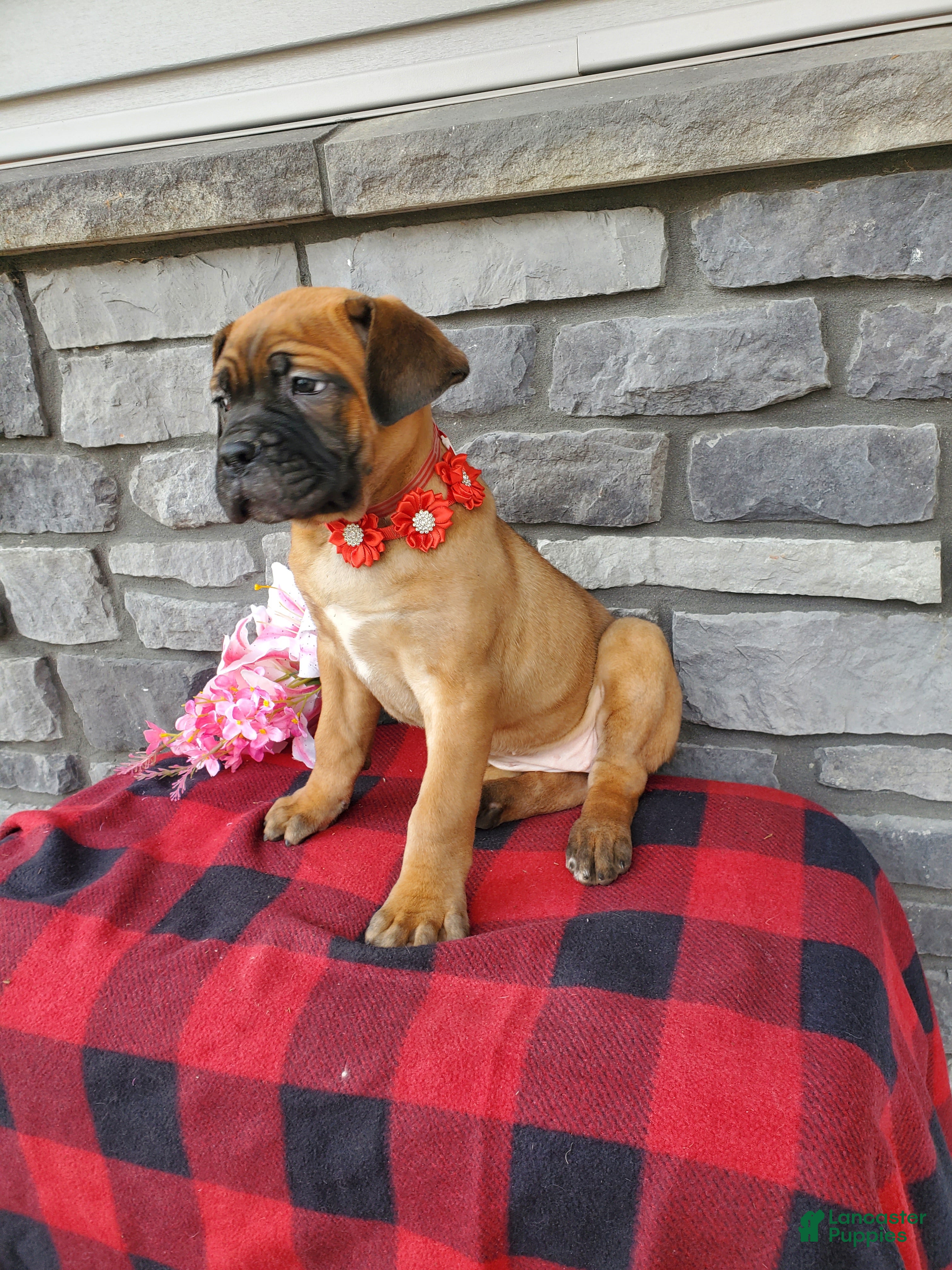 Cane Corso dogs Cane Corso Puppy 4 - Ad 2