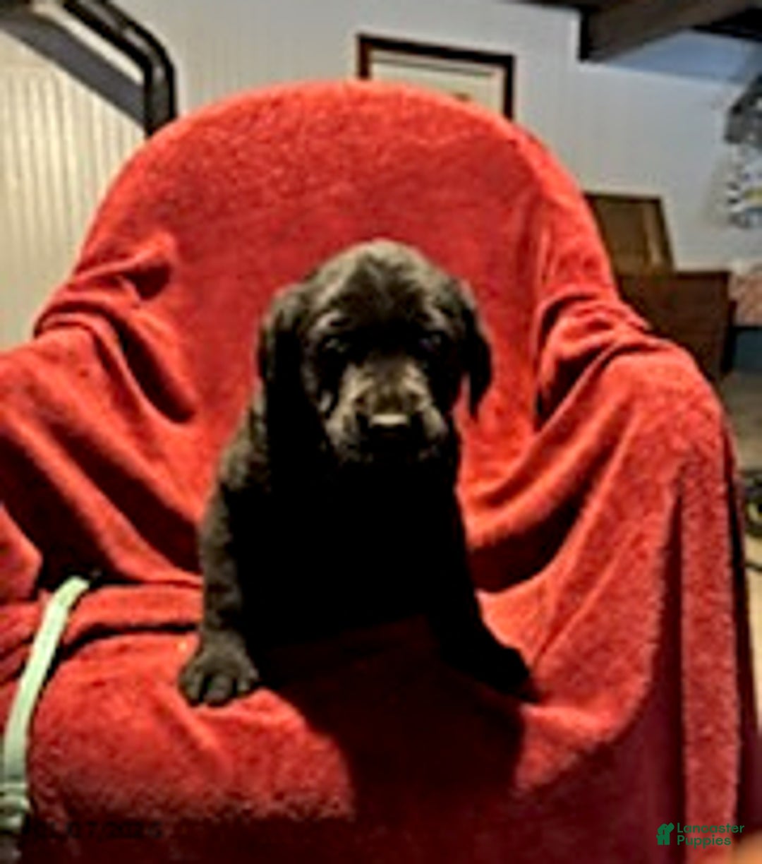 Goldador dogs for sale: Arnold - Ad 4