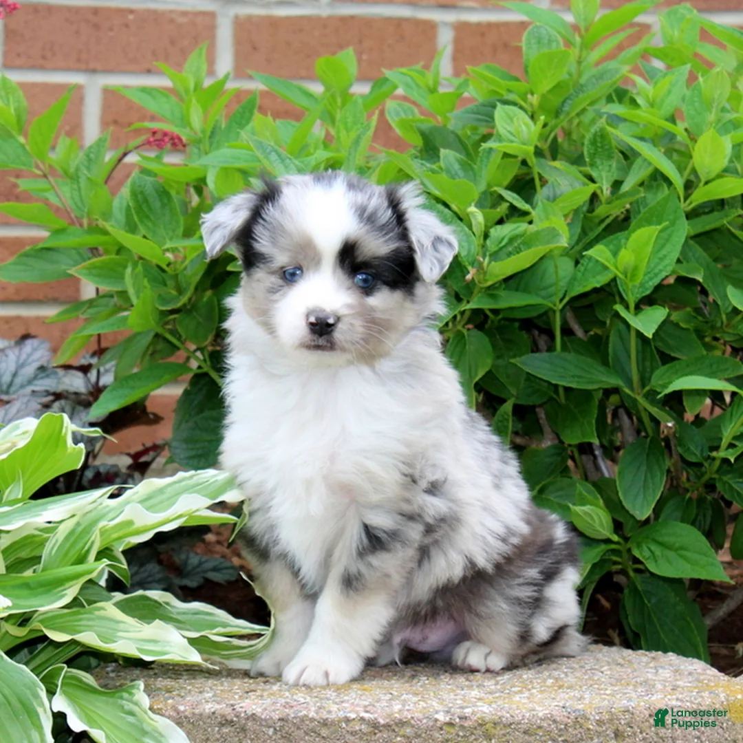 Miniature Australian Shepherd dogs for sale: Fritz  - Ad 2