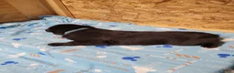Mixed Breed dogs for sale: Skylar - Ad 3