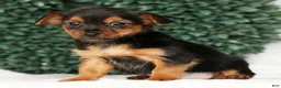 Yorkshire Terrier dogs for sale: Kenny - Ad 6