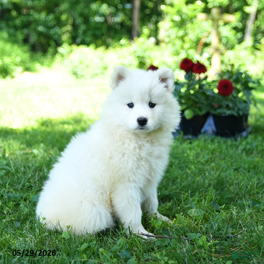 Samoyed dogs Frosty - Ad 1