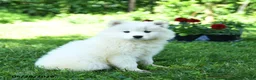 Samoyed dogs for sale: Frosty - Ad 1