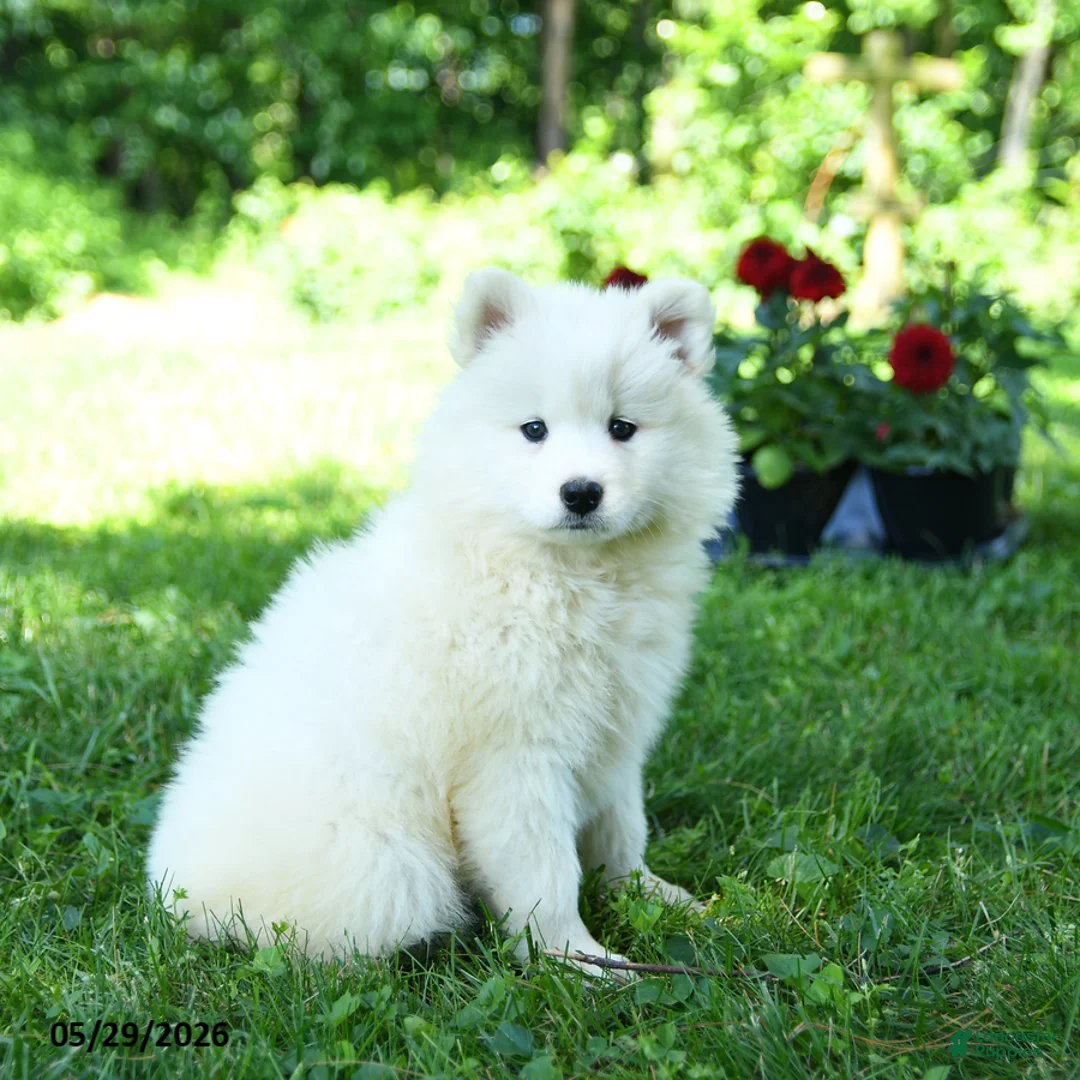 Samoyed dogs for sale: Frosty - Ad 1
