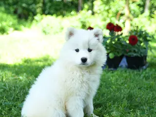 Samoyed dogs for sale: Frosty - Ad 1