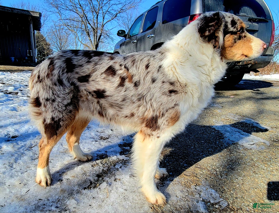 Australian Shepherd dogs for sale: Zera - Ad 2