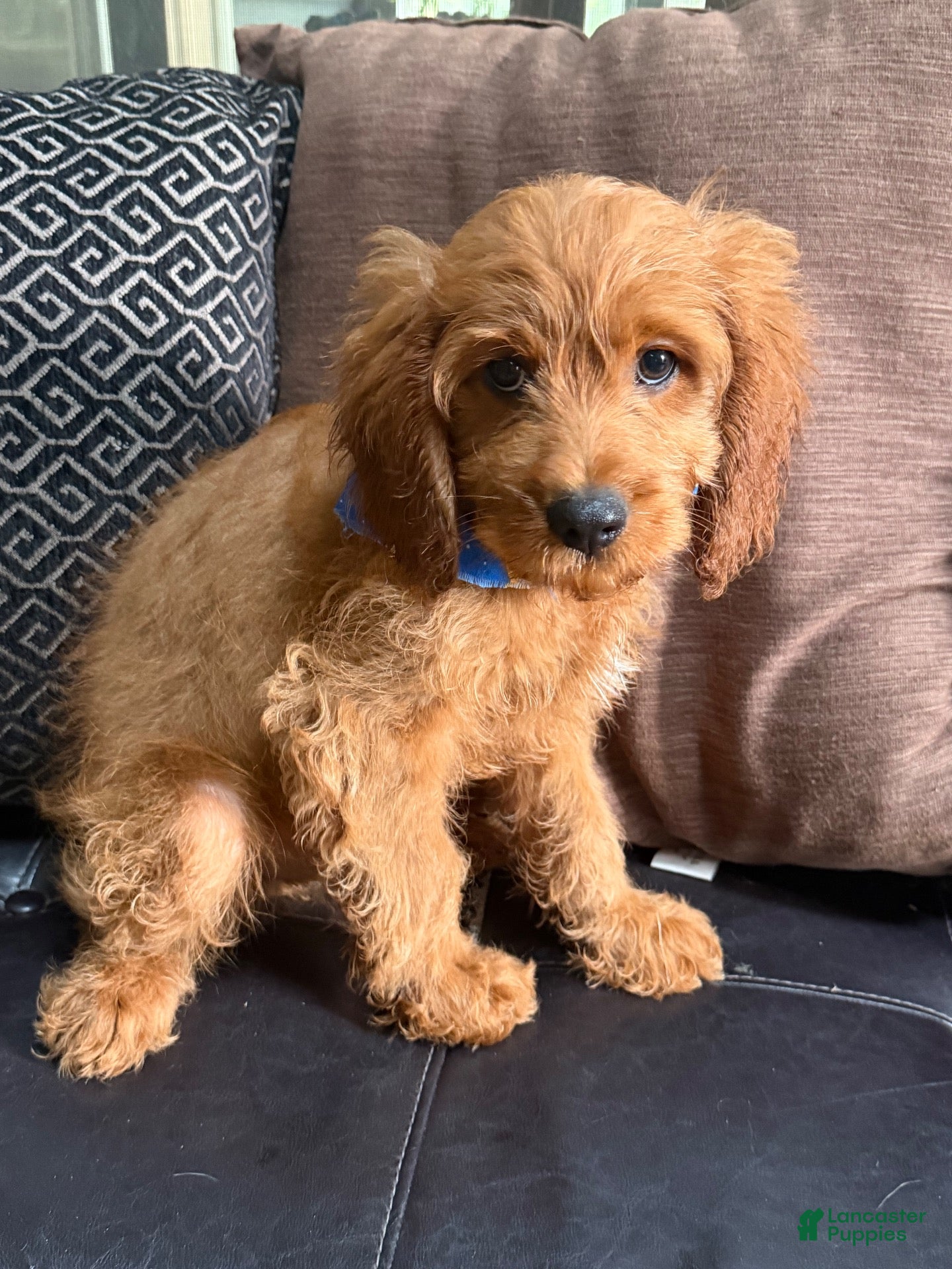 Cavapoo dogs Cavapoo 1 - Ad 1