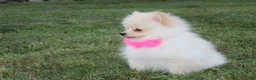 Pomeranian dogs for sale: Ruby - Ad 5