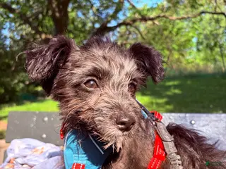Pomapoo dogs Shadow - Ad 13