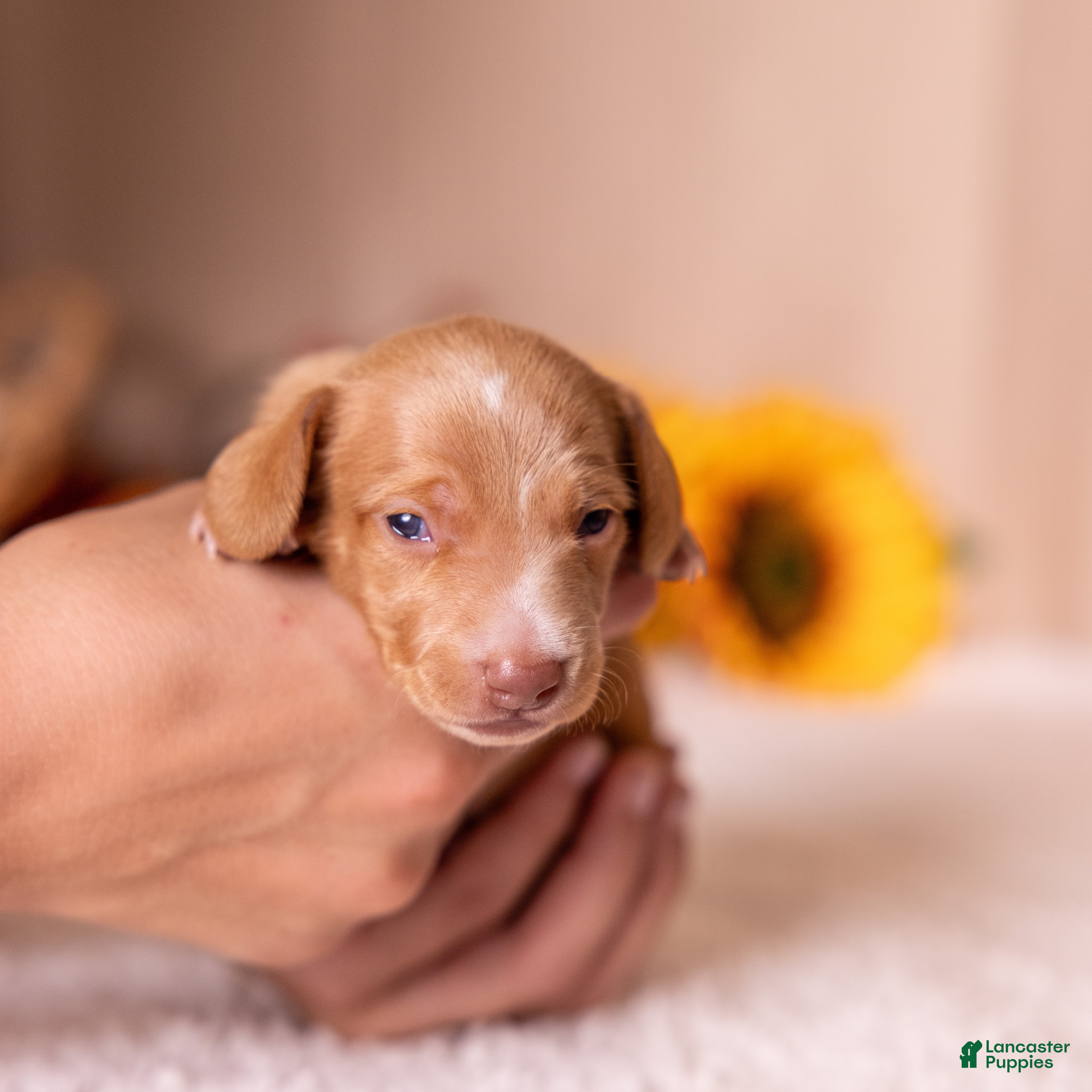 Miniature Dachshund dogs Clifford - Ad 1