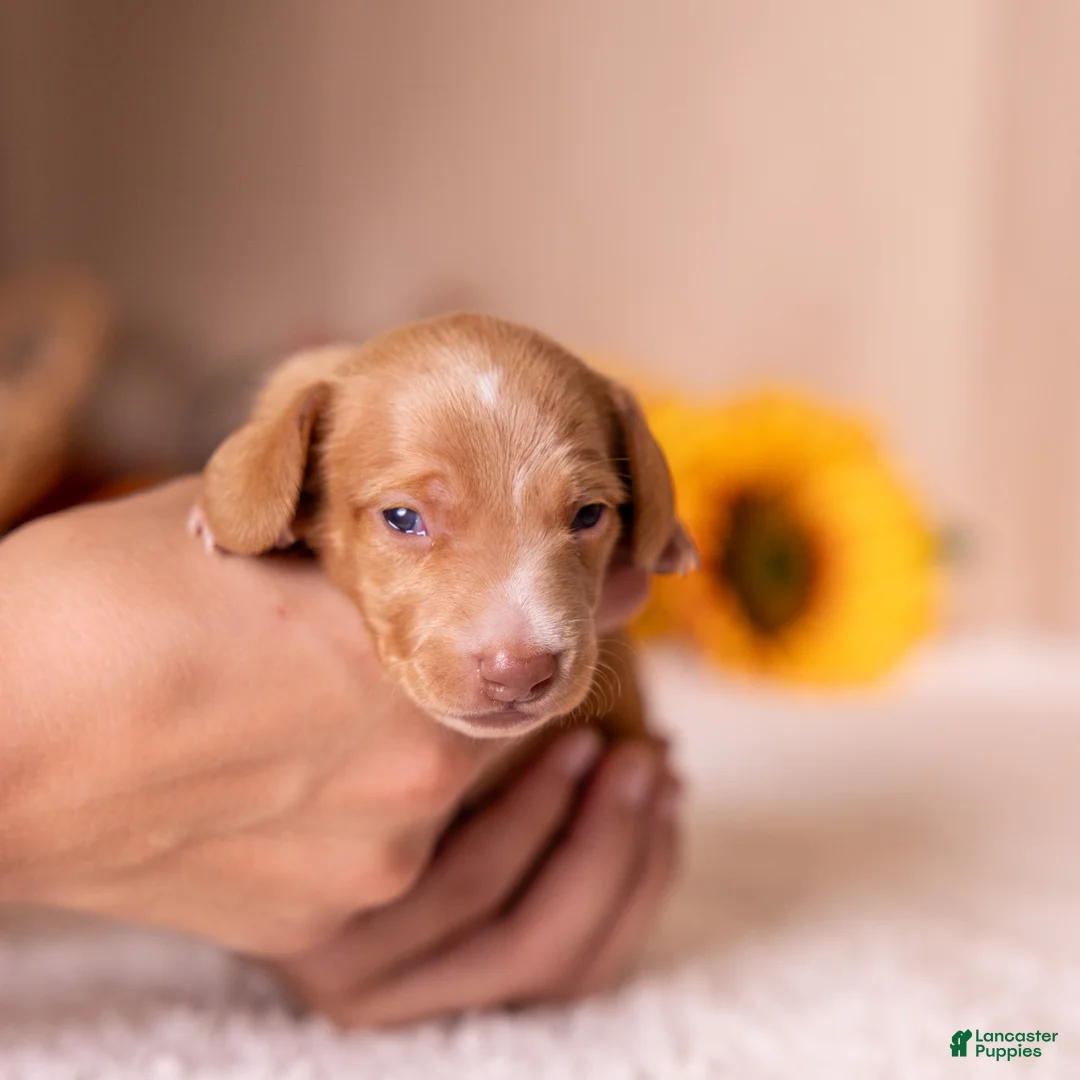 Miniature Dachshund dogs for sale: Clifford - Ad 1