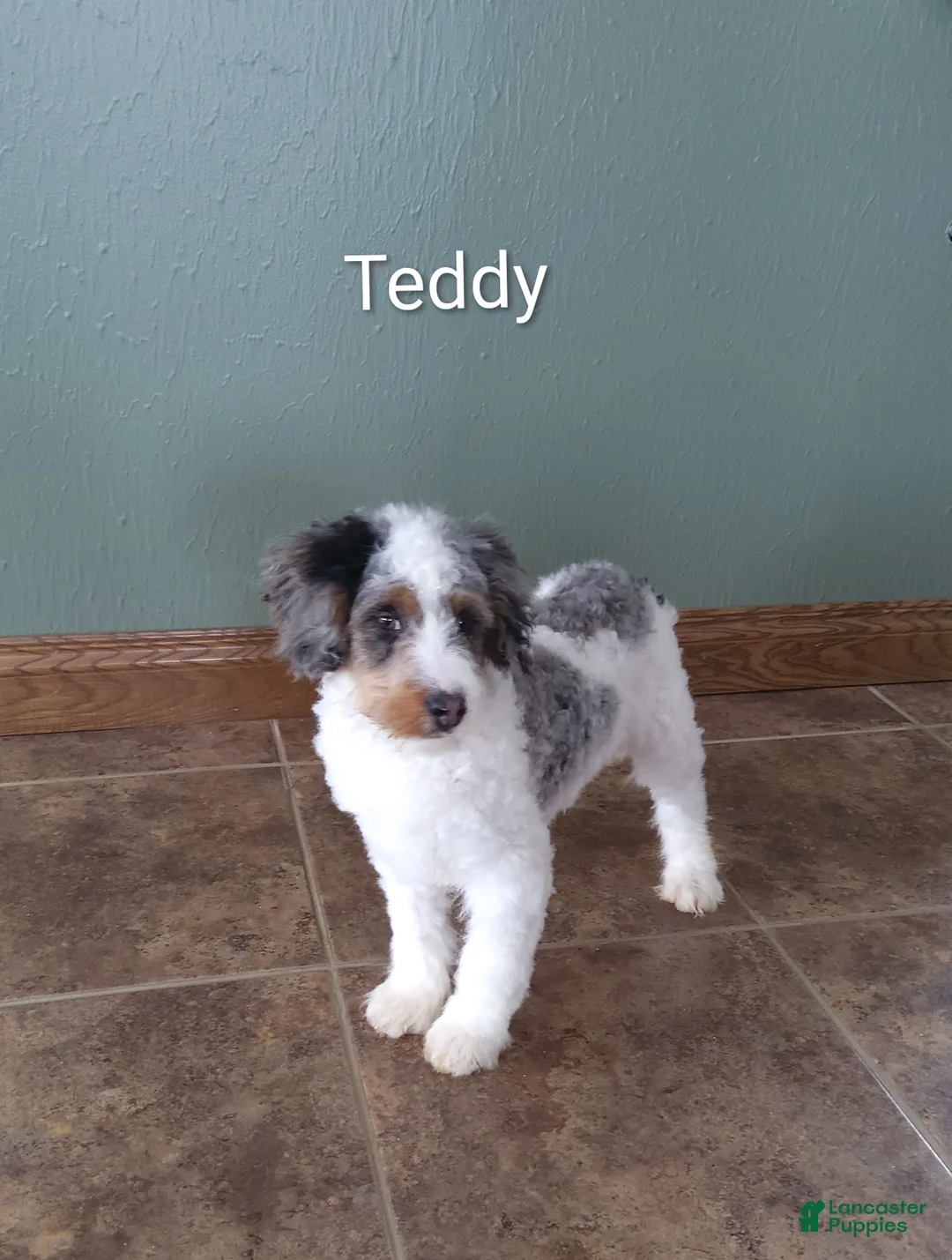 Mini Bernedoodle dogs for sale: Mini Bernedoodle Puppy 3 - Ad 2