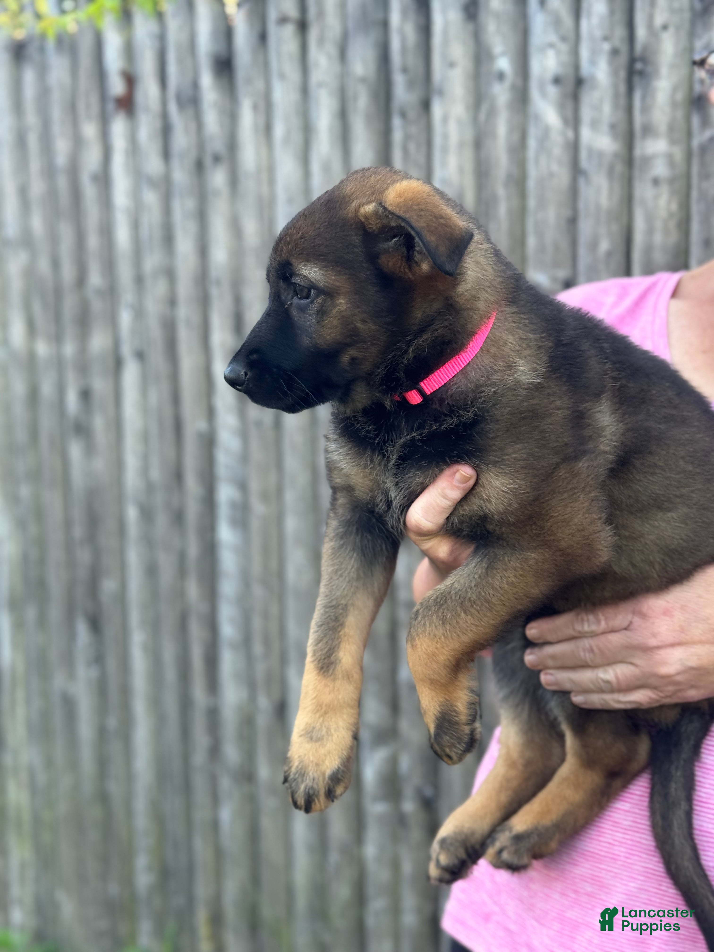 German Shepherd dogs Bella - Ad 2