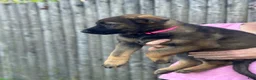 German Shepherd dogs for sale: Bella - Ad 2