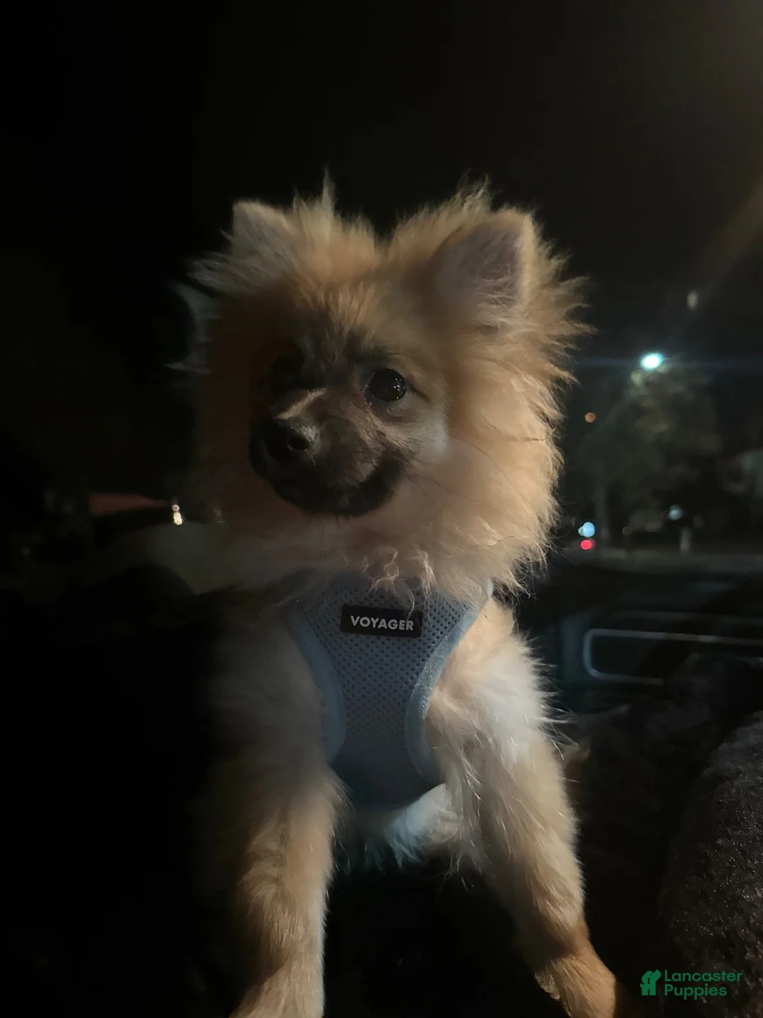 Pomeranian dogs for sale: Pomeranian 1 - Ad 3