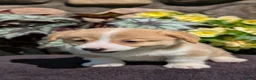 Welsh Corgi Pembroke dogs for sale: Nash - Ad 7