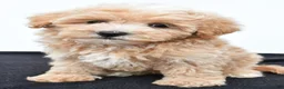 Maltipoo dogs for sale: Baily - Ad 7