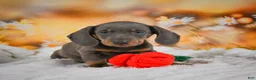 Miniature Dachshund dogs for sale: Dallas - Ad 16