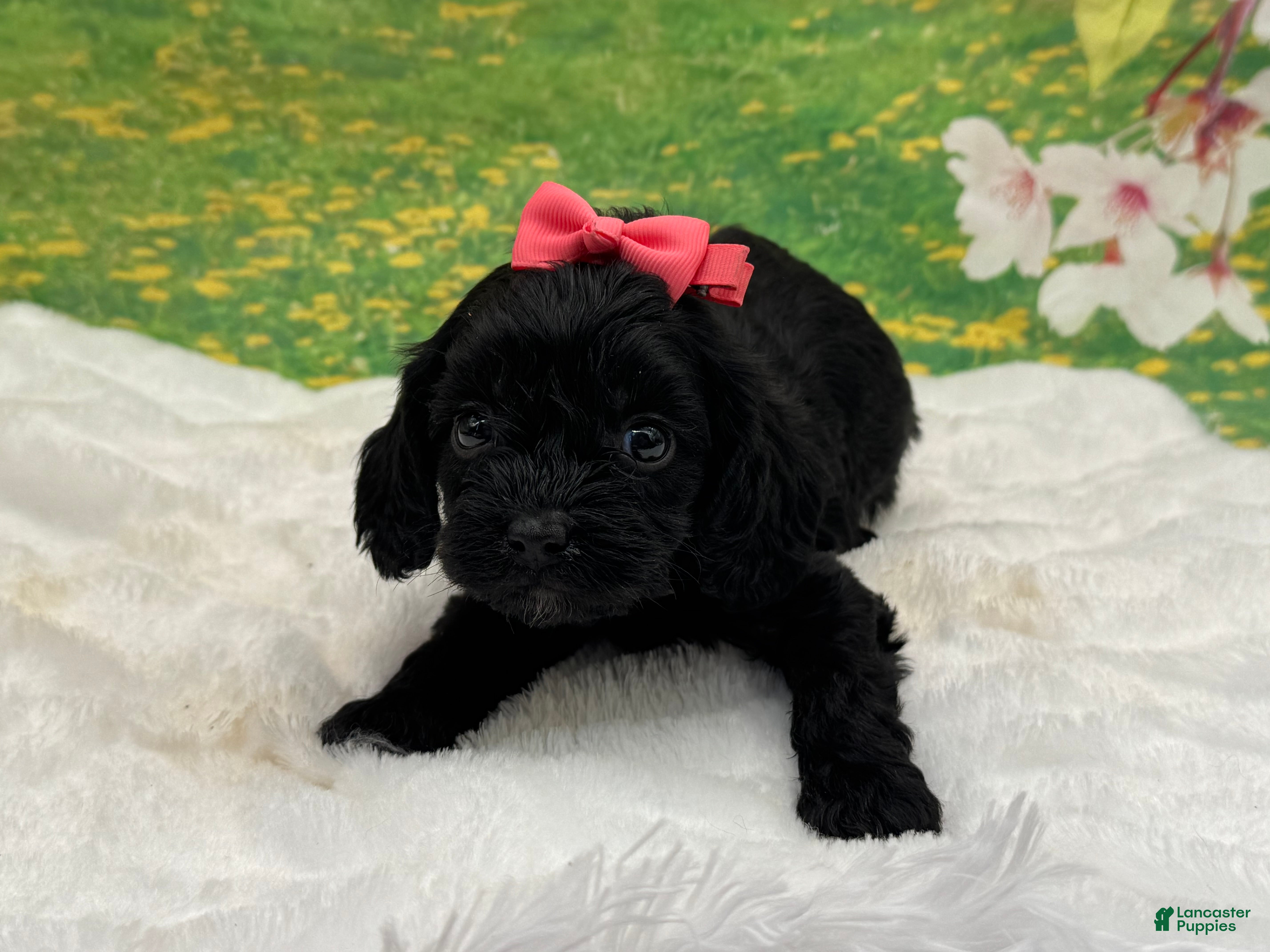 Cavapoo dogs Cleo - Ad 18