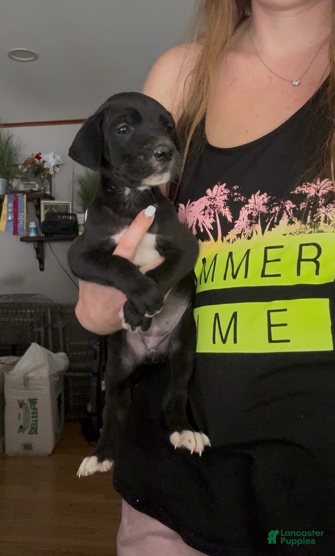 Great Dane dogs for sale: Zoey - Ad 3