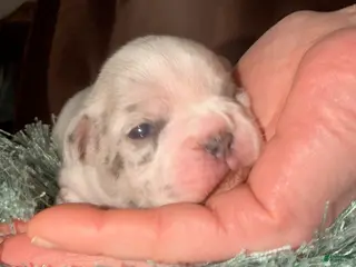 French Bulldog dogs for sale: French Bulldog Girl 2 - Ad 2