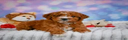 Mini Goldendoodle dogs for sale: Willow - Ad 5