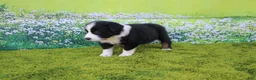 Australian Shepherd dogs for sale: Lucy - Ad 2